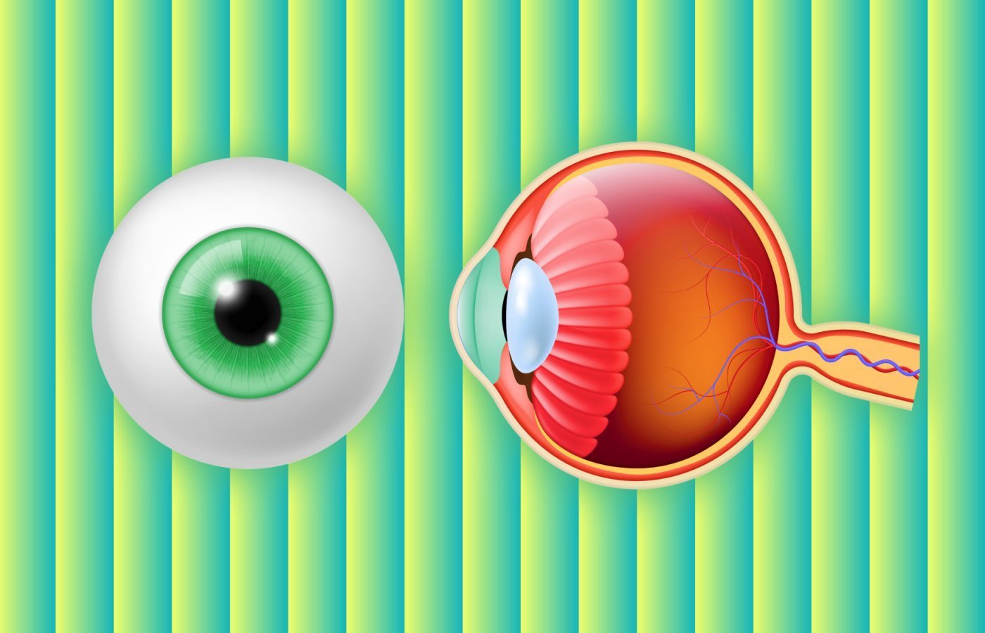 Почему глаз видит?